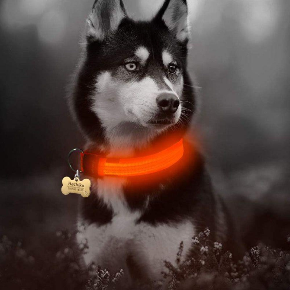 MatchMyStyle Luminous Paws 2-Piece LED Dog Collar Set