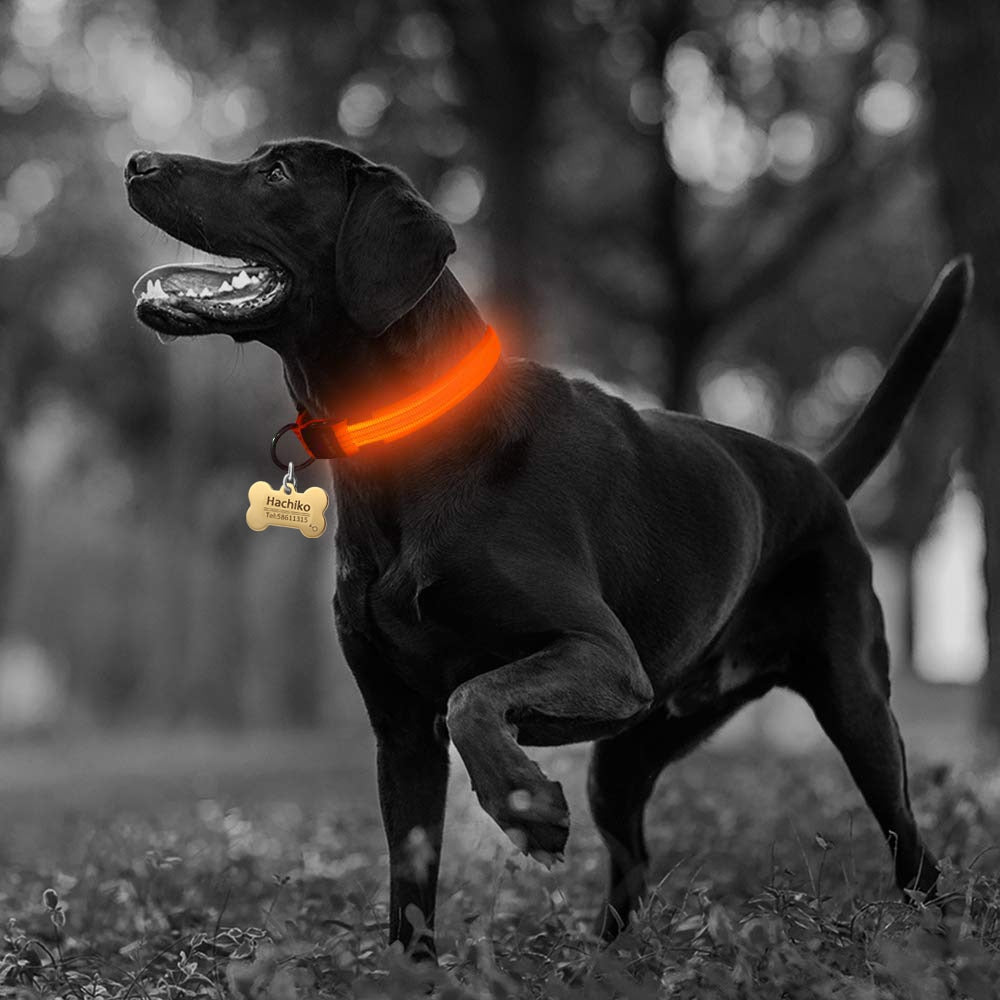 MatchMyStyle Luminous Paws 2-Piece LED Dog Collar Set